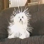 Chien chargé d&rsquo;électricité statique (VIDEO)