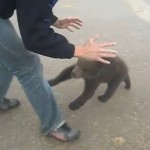 Touriste russe &laquo;&nbsp;attaqué&nbsp;&raquo; par un ourson (VIDEO)
