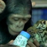 Un chimpanzé donne le biberon à un bébé tigre (VIDEO)