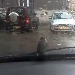 Oiseau qui reste accroché aux essuies-glaces (VIDEO)