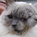 Un chat à deux visages (VIDEO)