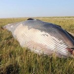 Une baleine échouée dans un champ (VIDEO)