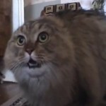 Le chat qui dit &laquo;&nbsp;Non&nbsp;&raquo; (VIDEO)