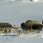 La solidarité chez les bisons : FAIL (VIDEO)