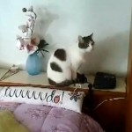 Le chat qui répond au téléphone (VIDEO)