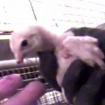 Choc : Volailles torturées chez un fournisseur de McDo (VIDEO)