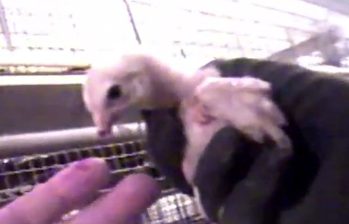 Choc : Volailles torturées chez un fournisseur de McDo (VIDEO)