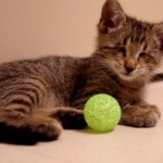 Oscar, le chaton aveugle (VIDEO)