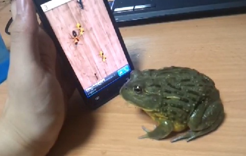 Crapaud vs écran tactile (VIDEO)