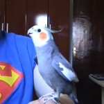 Oiseau qui chante le thème de Mario Bros (VIDEO)