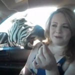 Elle se fait mordre par un zèbre ! (VIDEO)