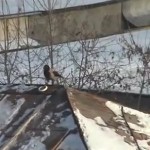 Le corbeau qui fait du snowboard (VIDEO)