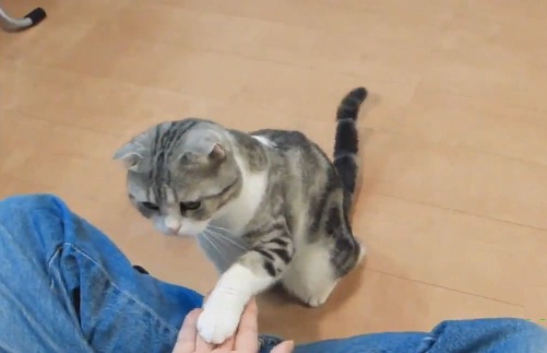 Compilation Win/Luck 2011 (VIDEO)