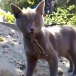 Un lézard mord la langue d&rsquo;un chat et y reste agrippé (VIDEO)