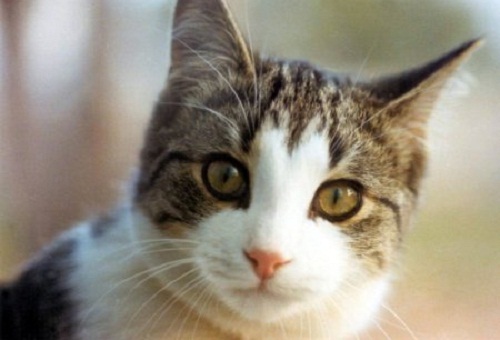 Le chat qui demande à manger en faisant des signes (VIDEO)