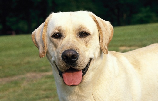 Le chien pervers et opportuniste (VIDEO)