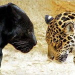 Un employé de zoo attaqué par une panthère noire (VIDEO)