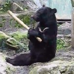 Après Kung fu Panda voici Kung fu ours (VIDEO)