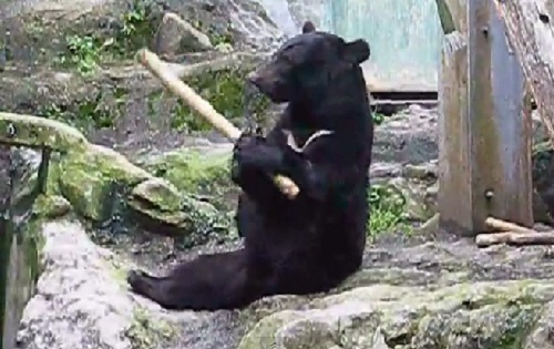 Après Kung fu Panda voici Kung fu ours (VIDEO)