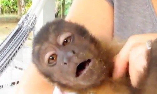 Un petit singe électrocuté sur un poteau électrique (VIDEO)