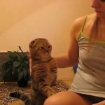 Chat qui veut des caresses ! (VIDEO)