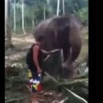 Il se fait littéralement dégommer par un éléphant (VIDEO)