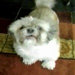 Cody, le chien qui hurle comme un humain (VIDEO)