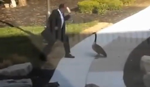 Homme attaqué par une oie sauvage (VIDEO)