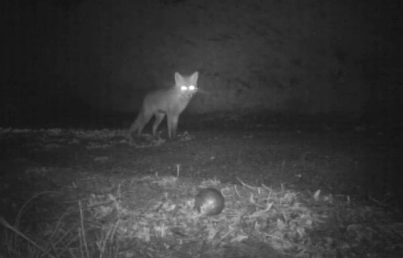 France : un renard voleur de boules de pétanque (VIDEO)