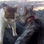 Combat ritualisé entre 2 chats (VIDEO)