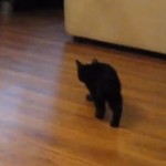 Le chat qui lag ! (VIDEO)