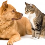 Les chiens citoyens : ils séparent une bagarre de chats (VIDEO)