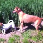 Le chien le plus heureux du monde (VIDEO)