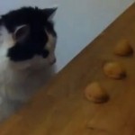 Le chat qui joue au bonneteau avec son maître (VIDEO)