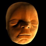 La formation du visage d&rsquo;un bébé dans le ventre de sa mère (VIDEO)