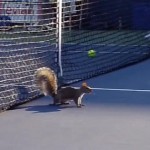US Open : un écureuil s&rsquo;invite sur le court (VIDEO)