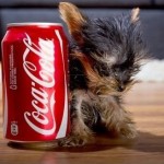 Le chien le plus petit du monde mesure 7 cm de haut (VIDEO)