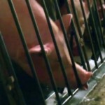 Choc : La cruauté des éleveurs de porcs dénoncée dans une vidéo (VIDEO)