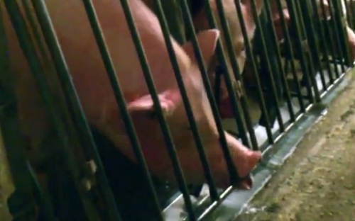 Choc : La cruauté des éleveurs de porcs dénoncée dans une vidéo (VIDEO)