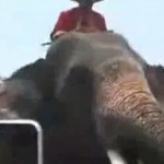 Un éléphant vole et avale l&rsquo;iPhone d&rsquo;une touriste (VIDEO)