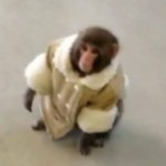 Ikea Monkey : le bébé singe qui fait le buzz sur le net (PHOTOS ET VIDEO)