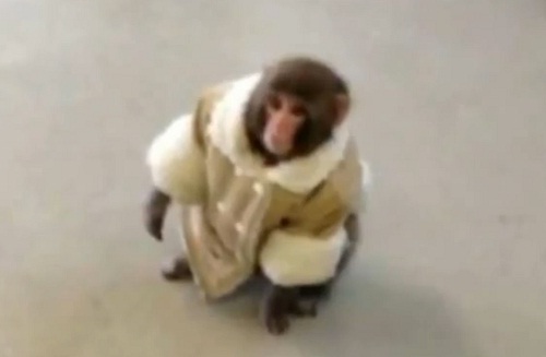Ikea Monkey : le bébé singe qui fait le buzz sur le net (PHOTOS ET VIDEO)