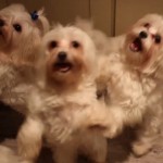 Le Harlem Shake, même les chiens s&rsquo;y mettent﻿ (VIDEO)