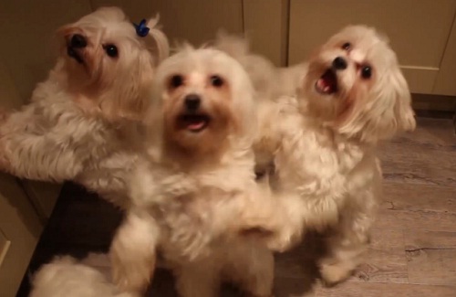 Le Harlem Shake, même les chiens s&rsquo;y mettent﻿ (VIDEO)