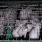 Une vidéo choc pour dénoncer l&rsquo;élevage intensif de lapins en France (VIDEO)