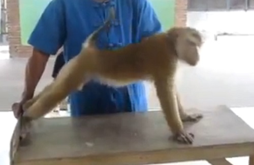 Le singe qui fait des pompes et des abdos (VIDEO)
