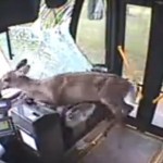 USA : une biche traverse le pare-brise d’un bus