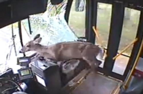 USA : une biche traverse le pare-brise d’un bus