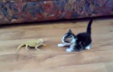 Chat vs lézards