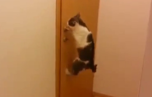 Chat qui ouvre 5 portes pour sortir dehors